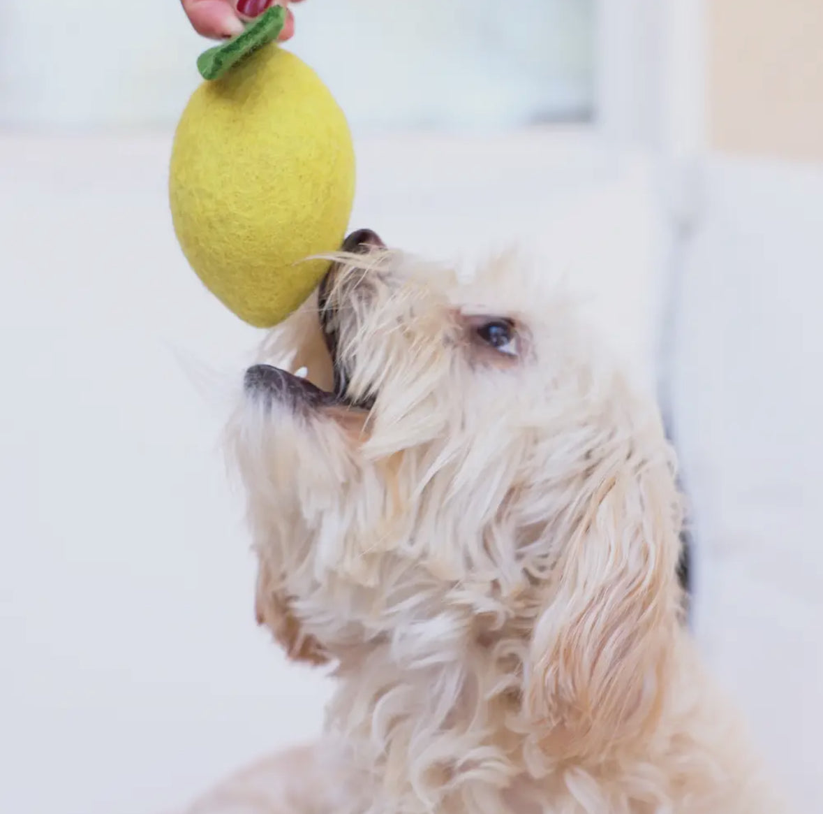 FELT DOGGY LEMON