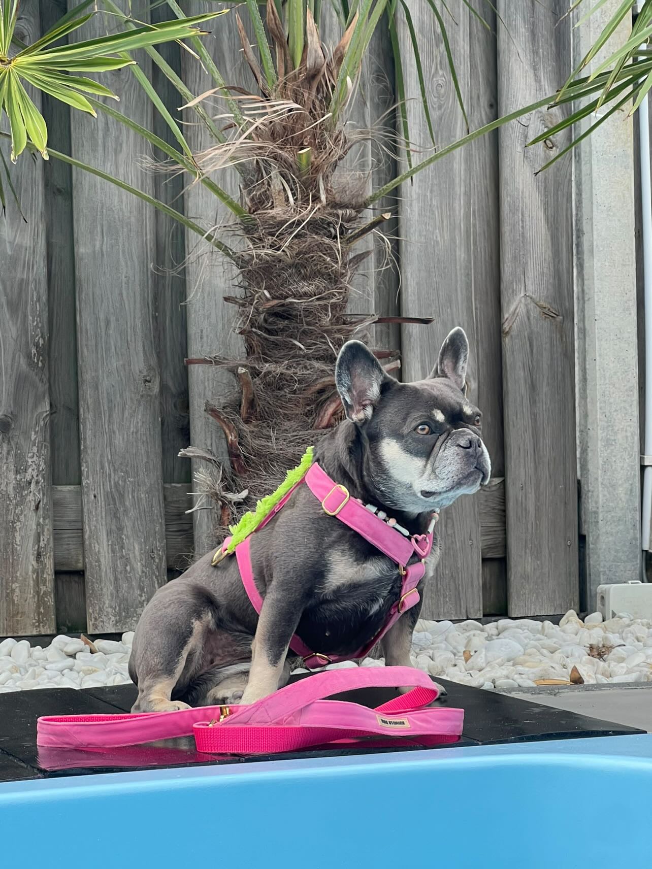BUBBLEGUM HARNESS