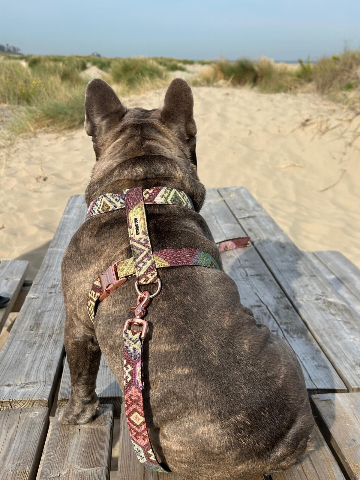 VICCI HARNESS