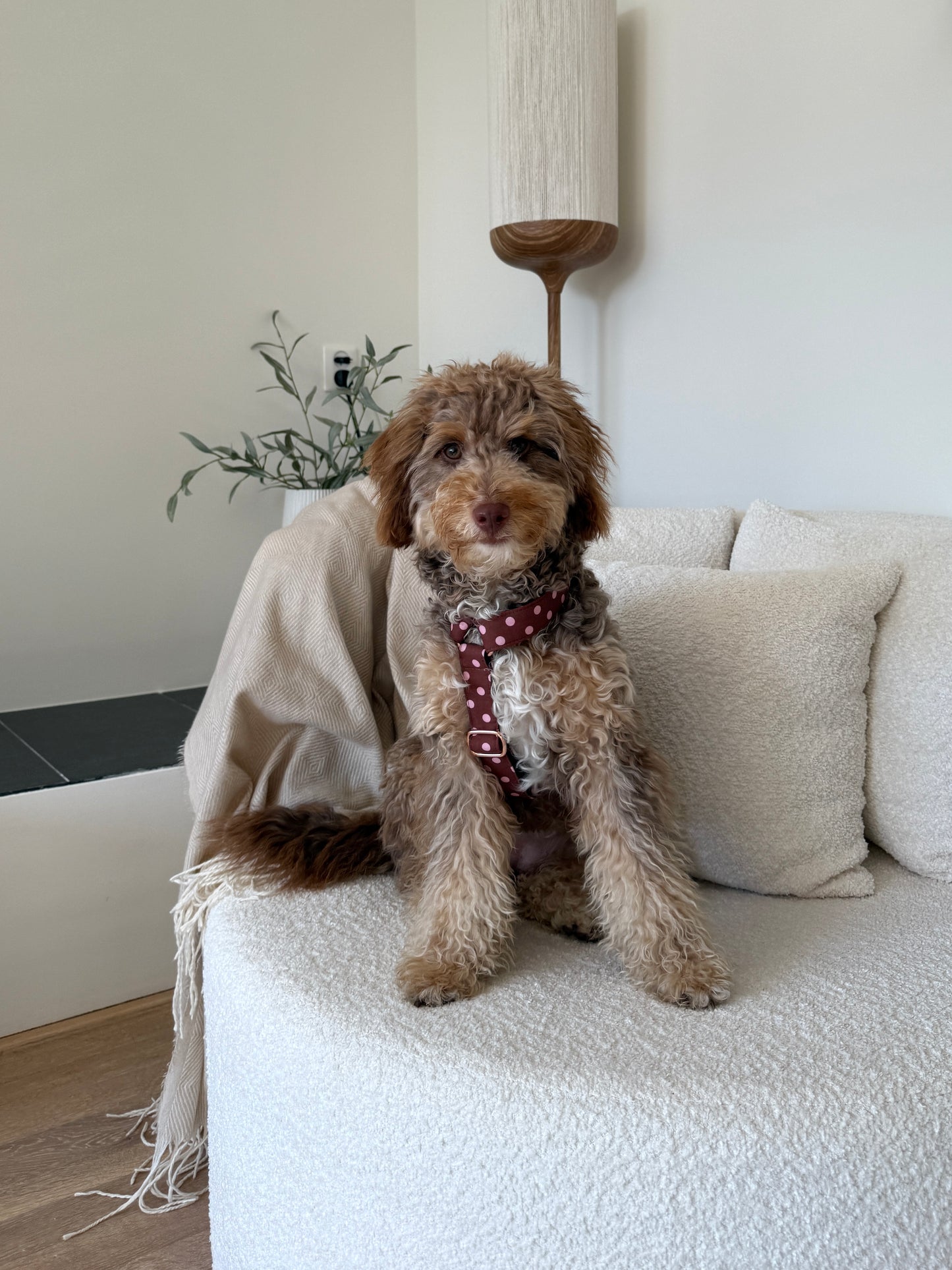POLKA DOT HARNESS