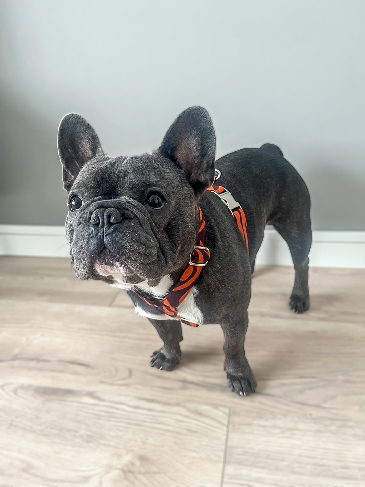 UNTAMED HARNESS