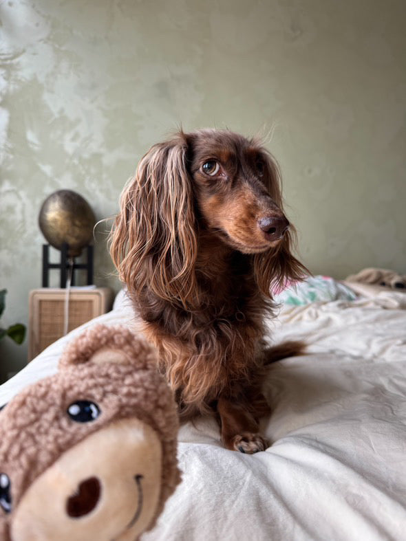 TEDDY BEAR - WASTE BAG HOLDER