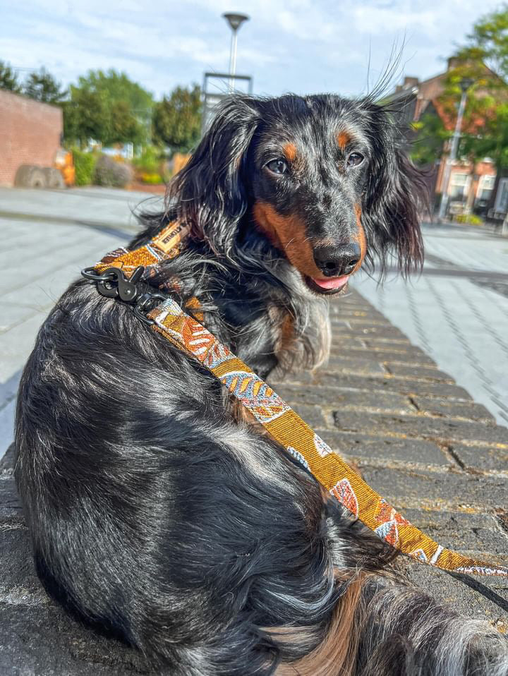 PEANUT HARNESS