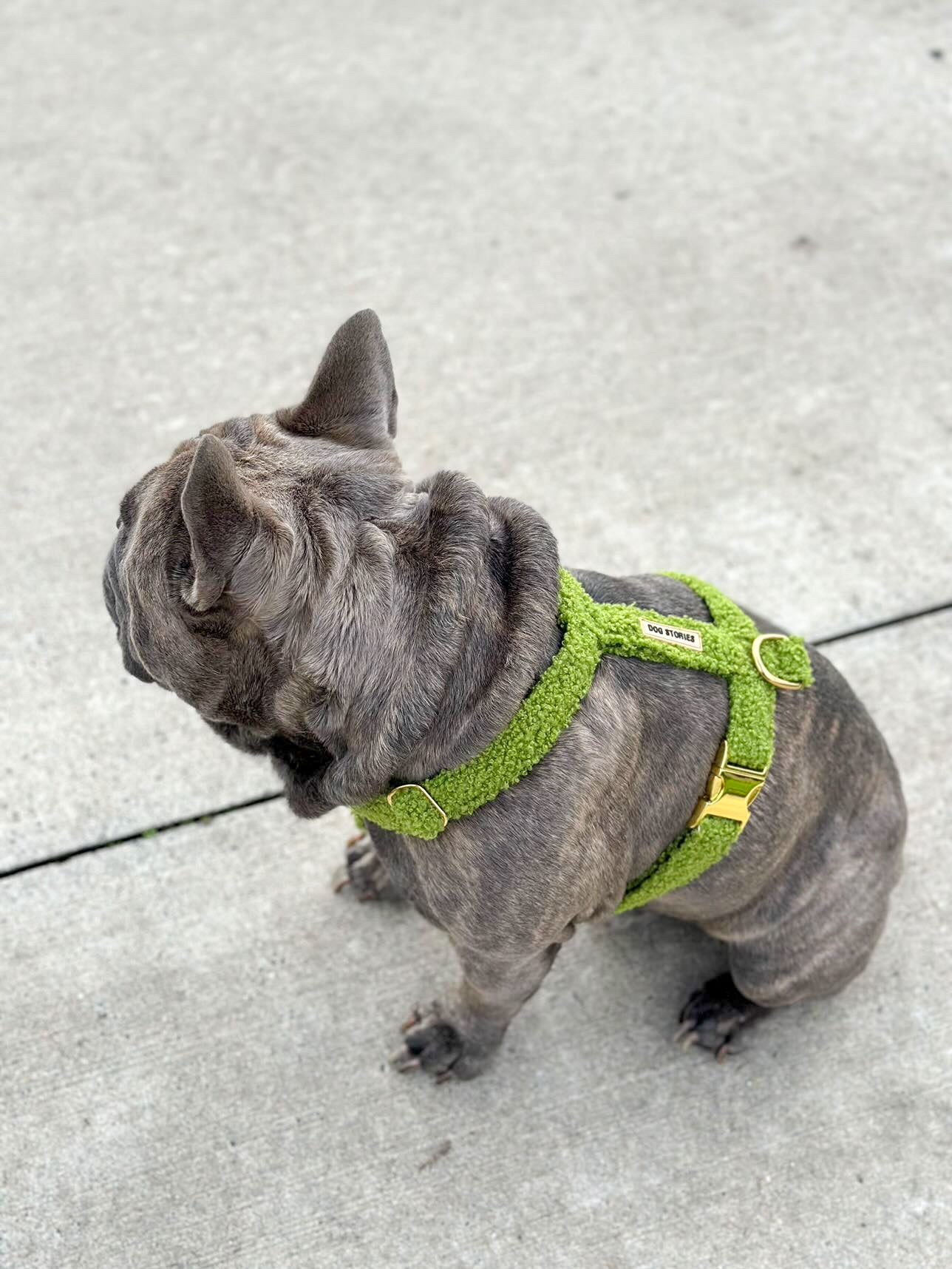 KIWI TEDDY HARNESS