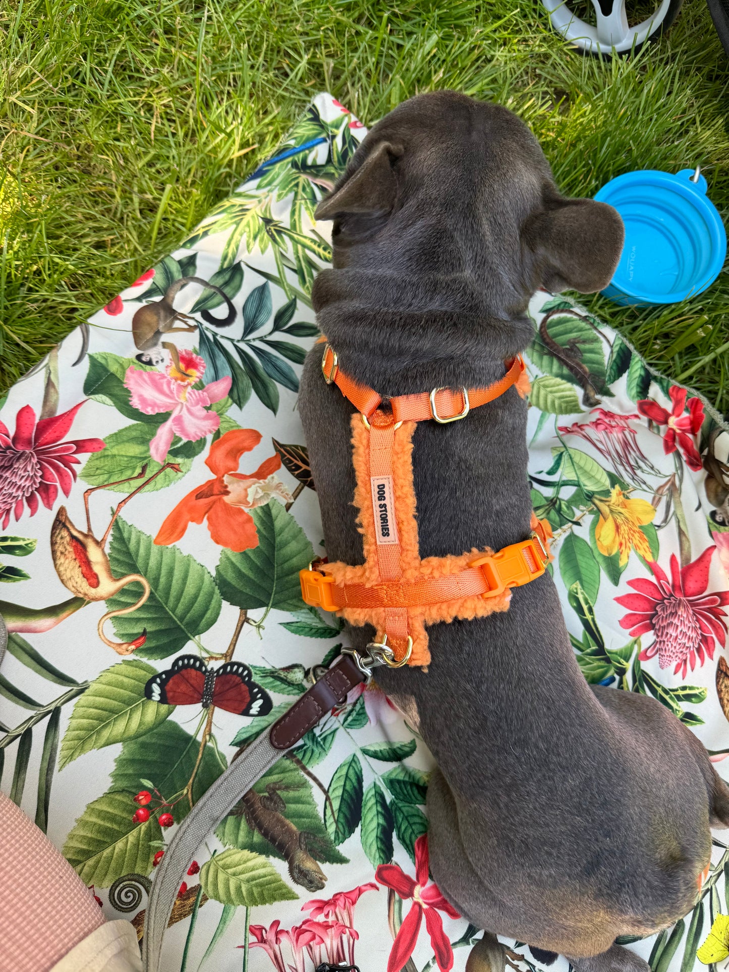 SHERPA HARNESS - TANGERINE