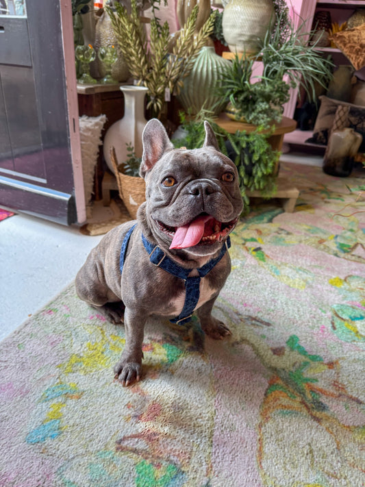 PANTHERA BLUE HARNESS