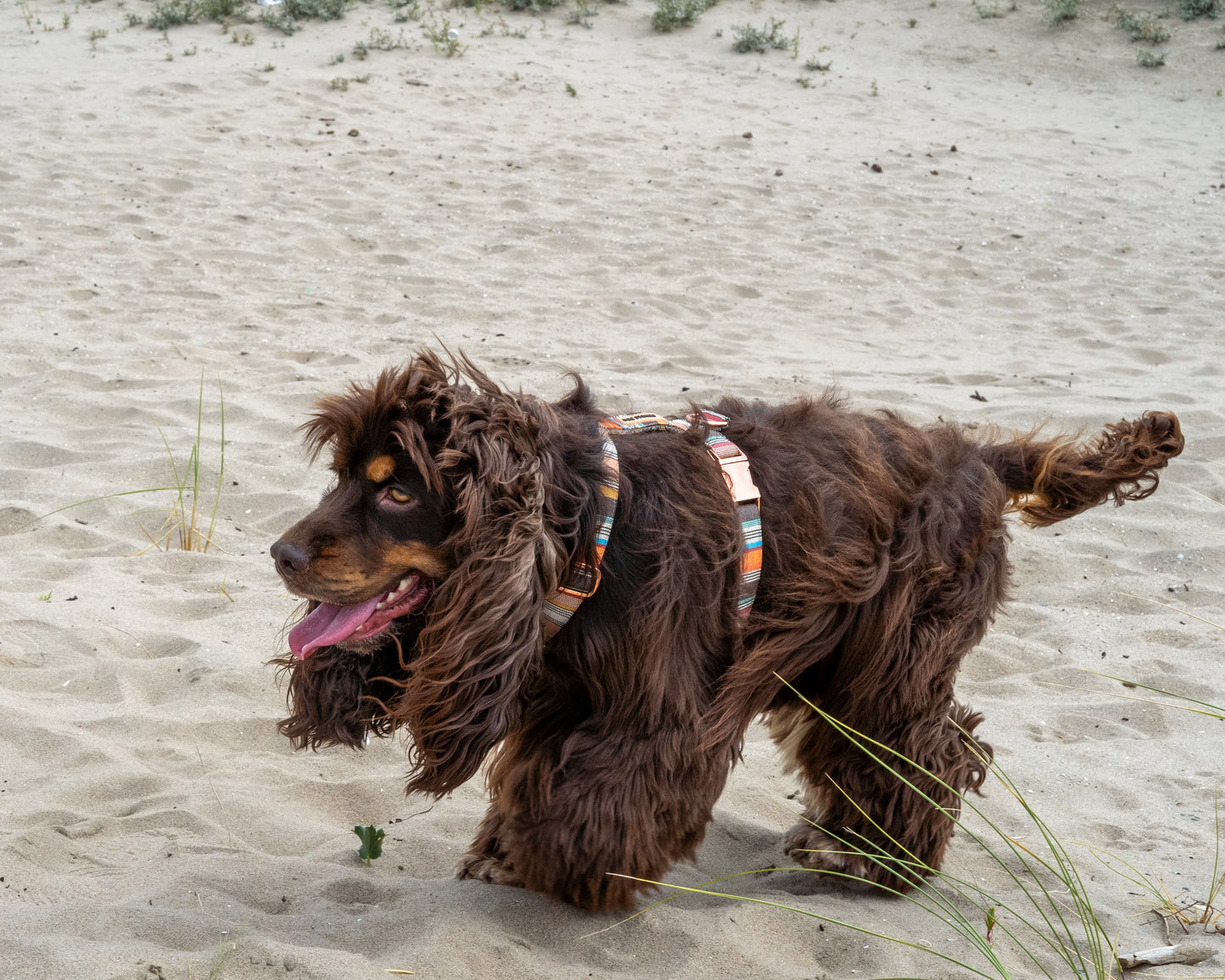 BRIGHT STRIPES HARNESS