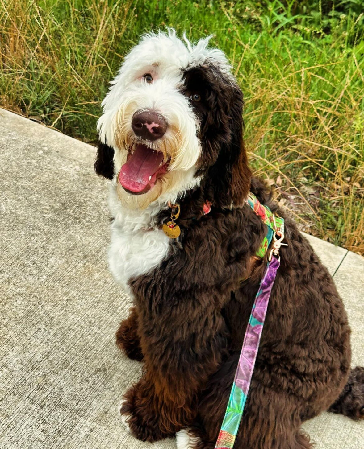 SEA LIFE HARNESS