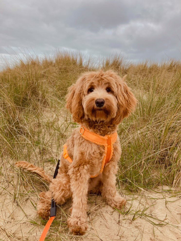 SHERPA HARNESS - TANGERINE