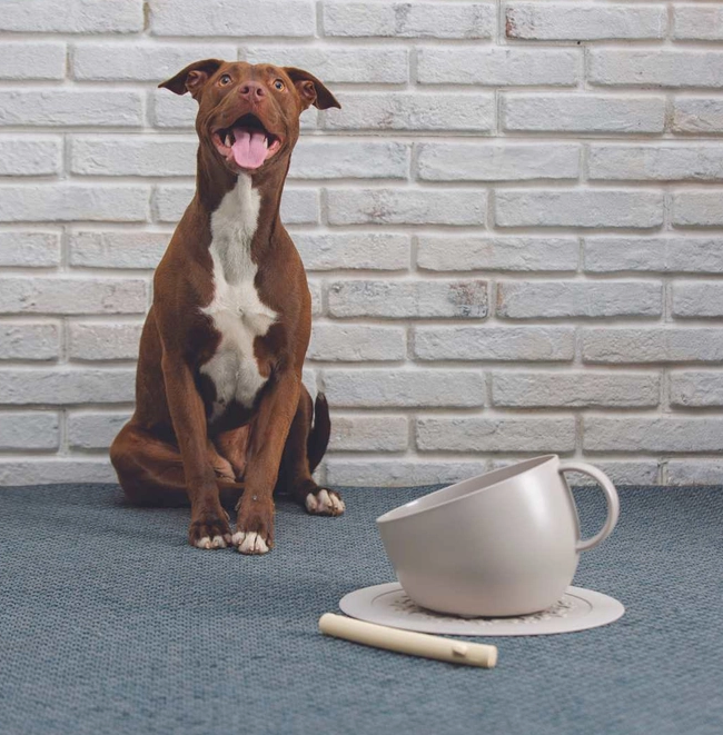 BOWL CUP AND SAUCER - PIGEON